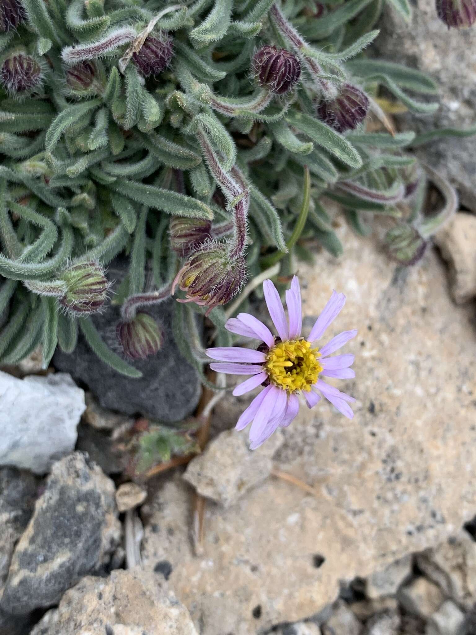 Image of <i>Erigeron <i>clokeyi</i></i> var. clokeyi