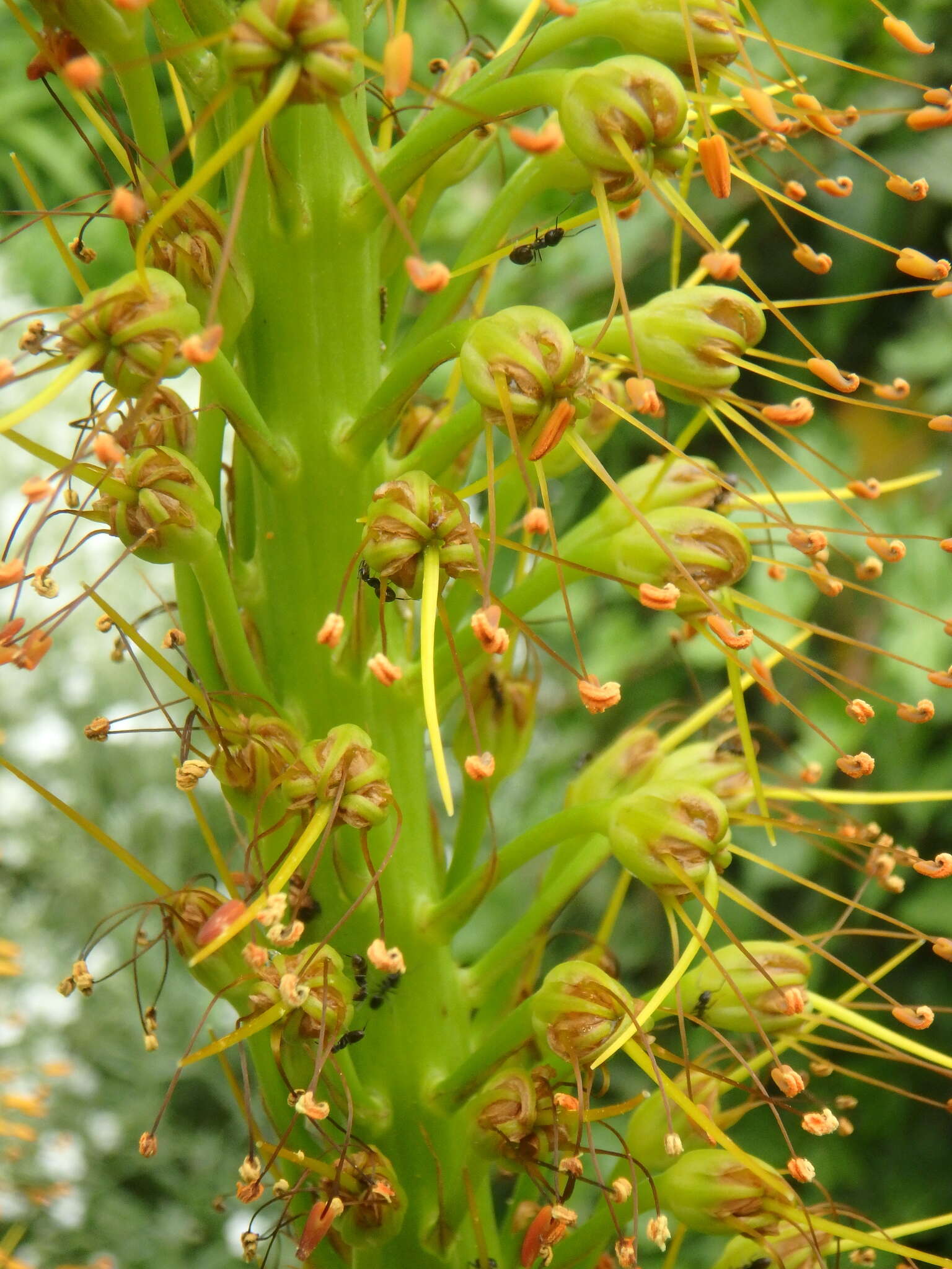 Image of Eremurus tauricus Steven