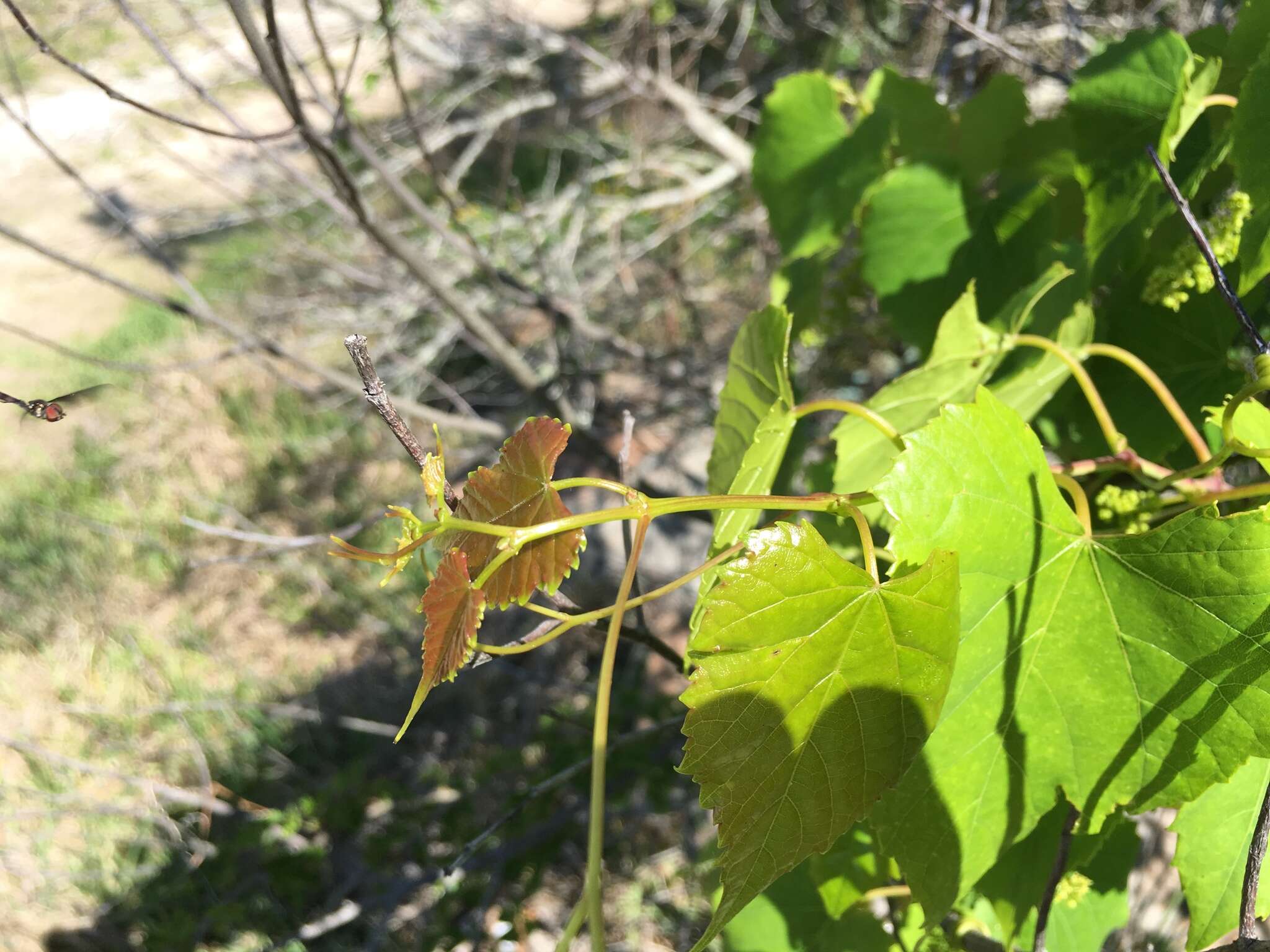 Imagem de Vitis vulpina L.