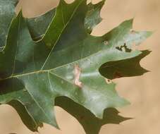 Image of Stigmella quercipulchella (Chambers ex Hayden 1882) Wilkinson et al. 1979