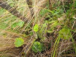 Image de Gastrotheca pseustes Duellman & Hillis 1987