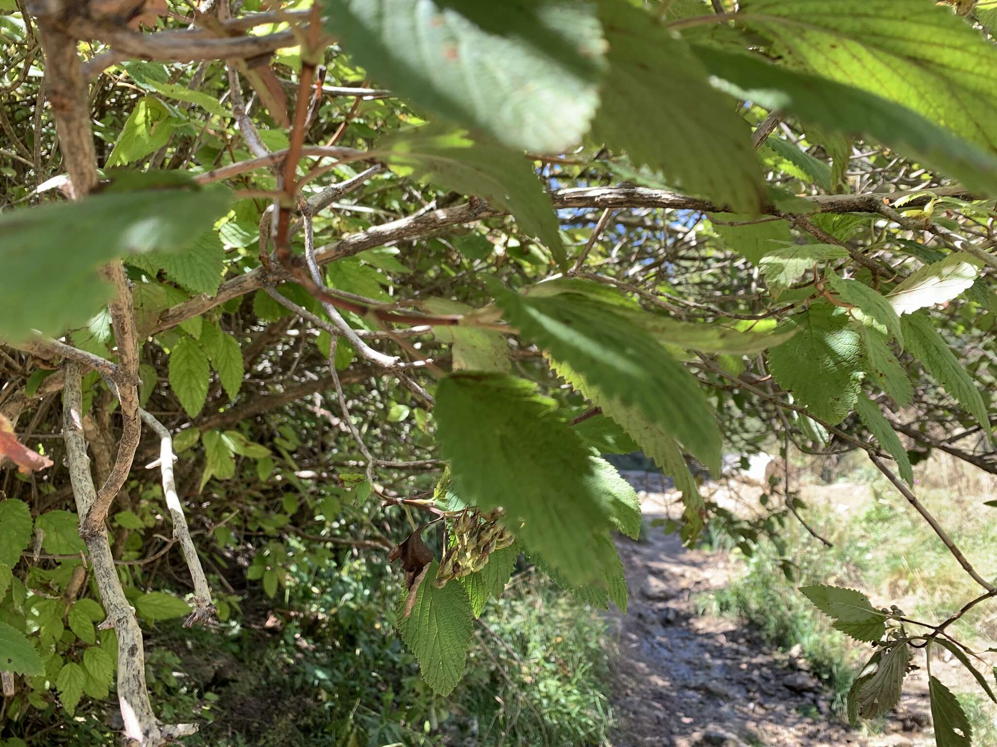 Image de Jamesia americana var. americana