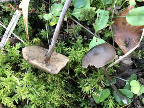 Image of Entoloma minutum (P. Karst.) Noordel. 1979