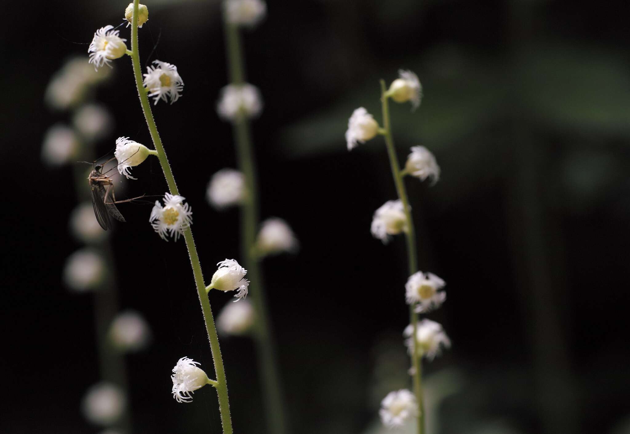 Image of twoleaf miterwort