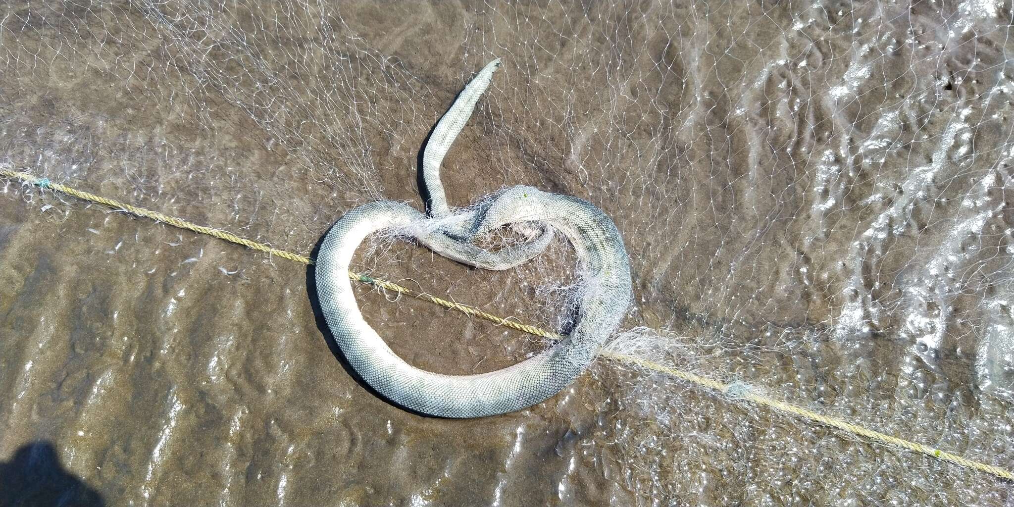 Image of Common or beaked seasnake