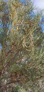 Image of broom wattle