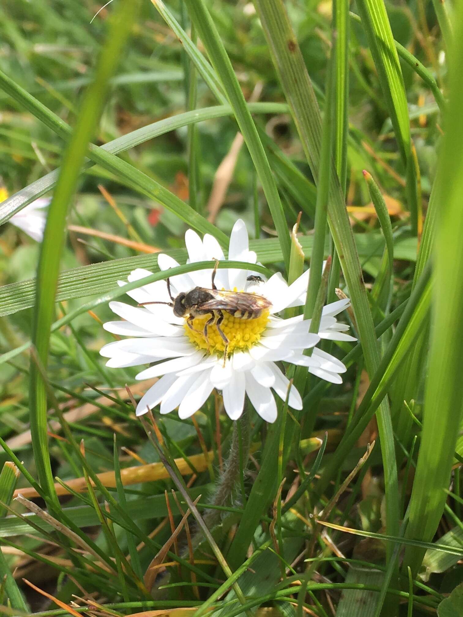 Image of Nomada crotchii Cresson 1878