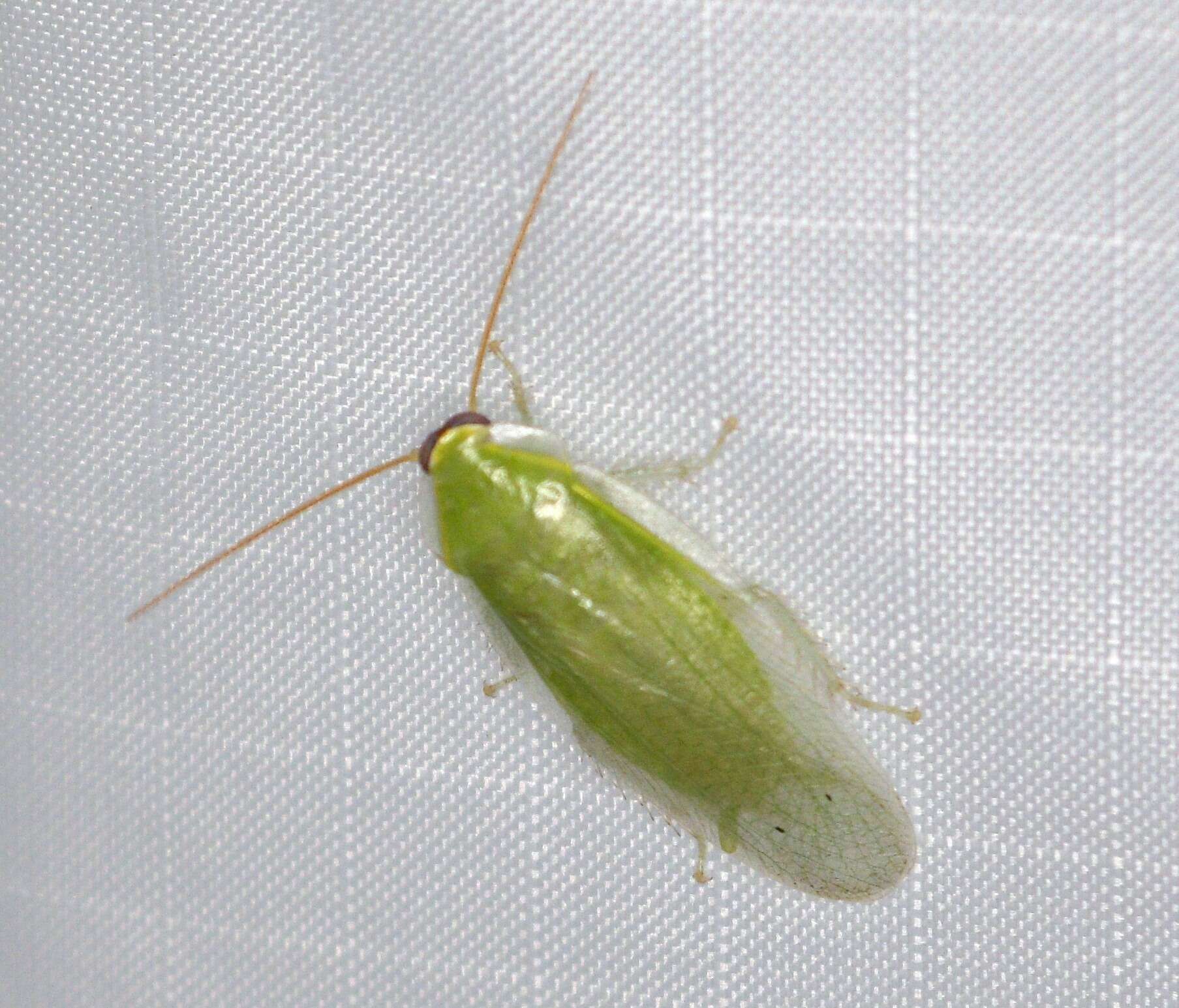 Image of Green Banana Cockroach