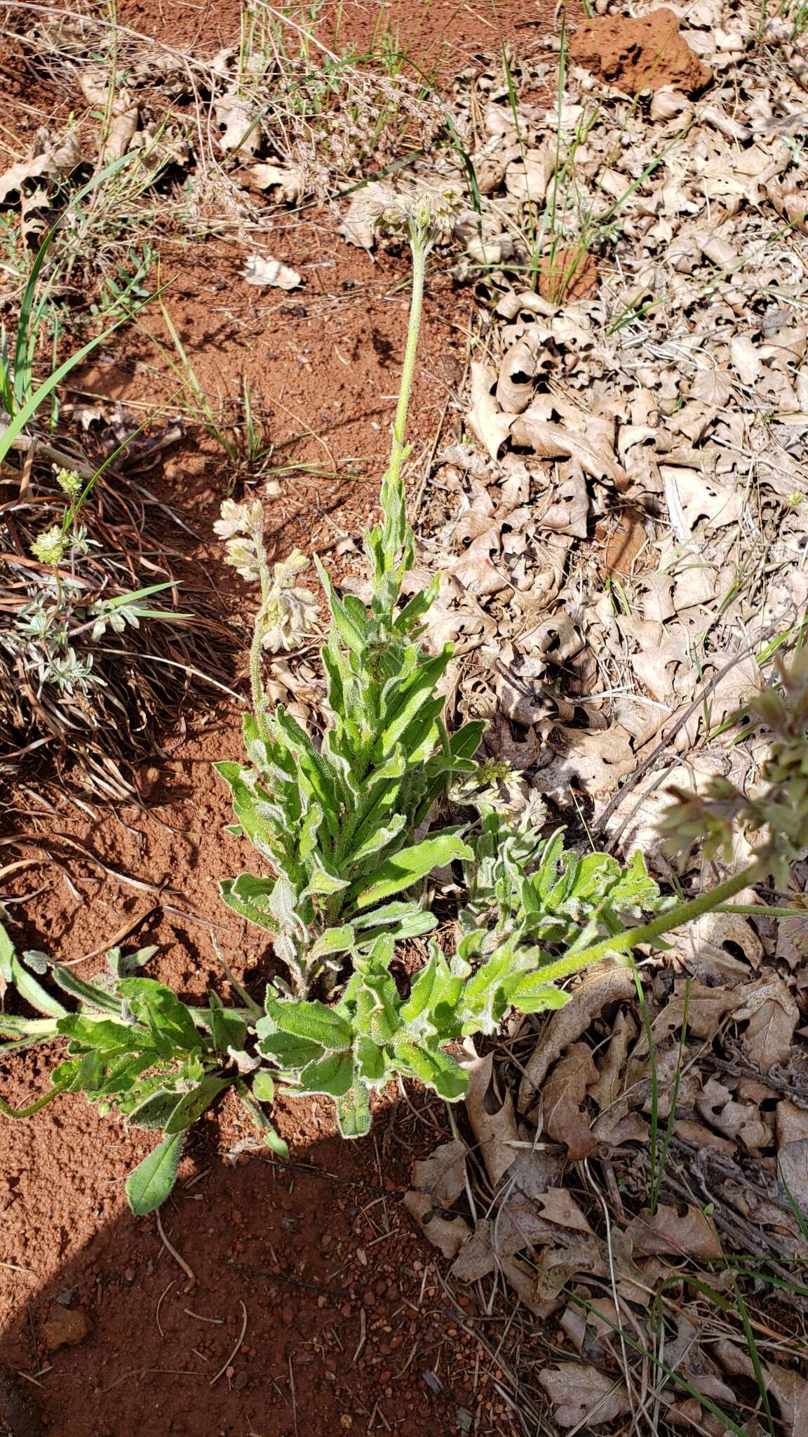 Plancia ëd Andersonglossum occidentale (A. Gray) J. I. Cohen