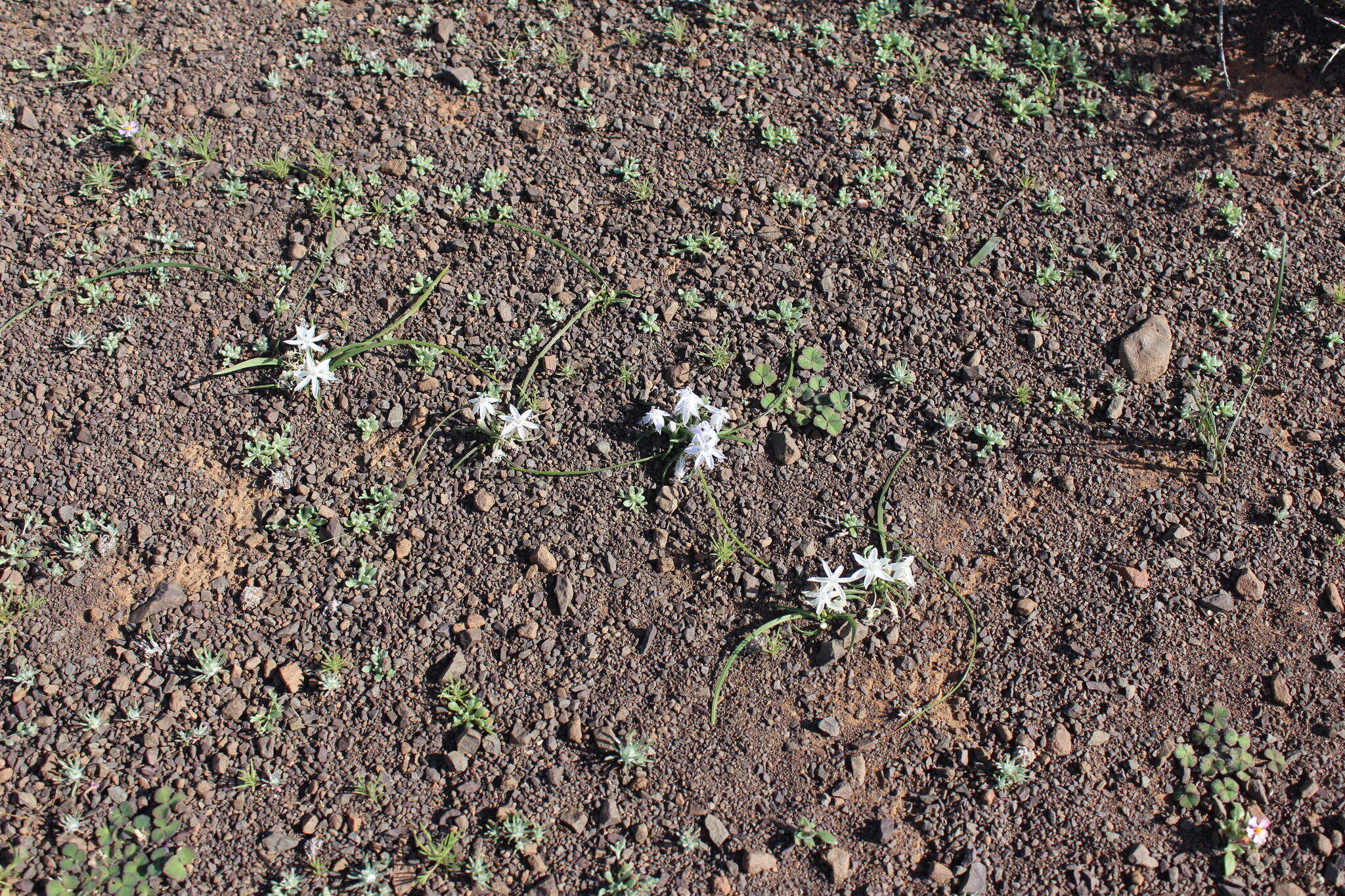 Image of Lapeirousia plicata subsp. plicata