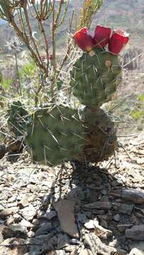 Image of Opuntia sulphurea G. Don ex Loudon