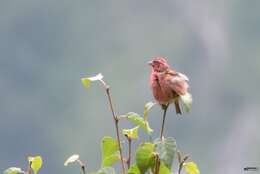 Image of Pink-browed Rosefinch