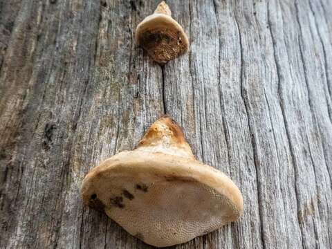 Image of Perenniporia ochroleuca (Berk.) Ryvarden 1972