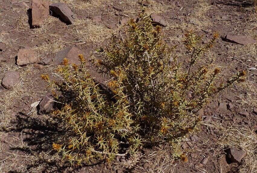 Image of Chuquiraga atacamensis Kuntze