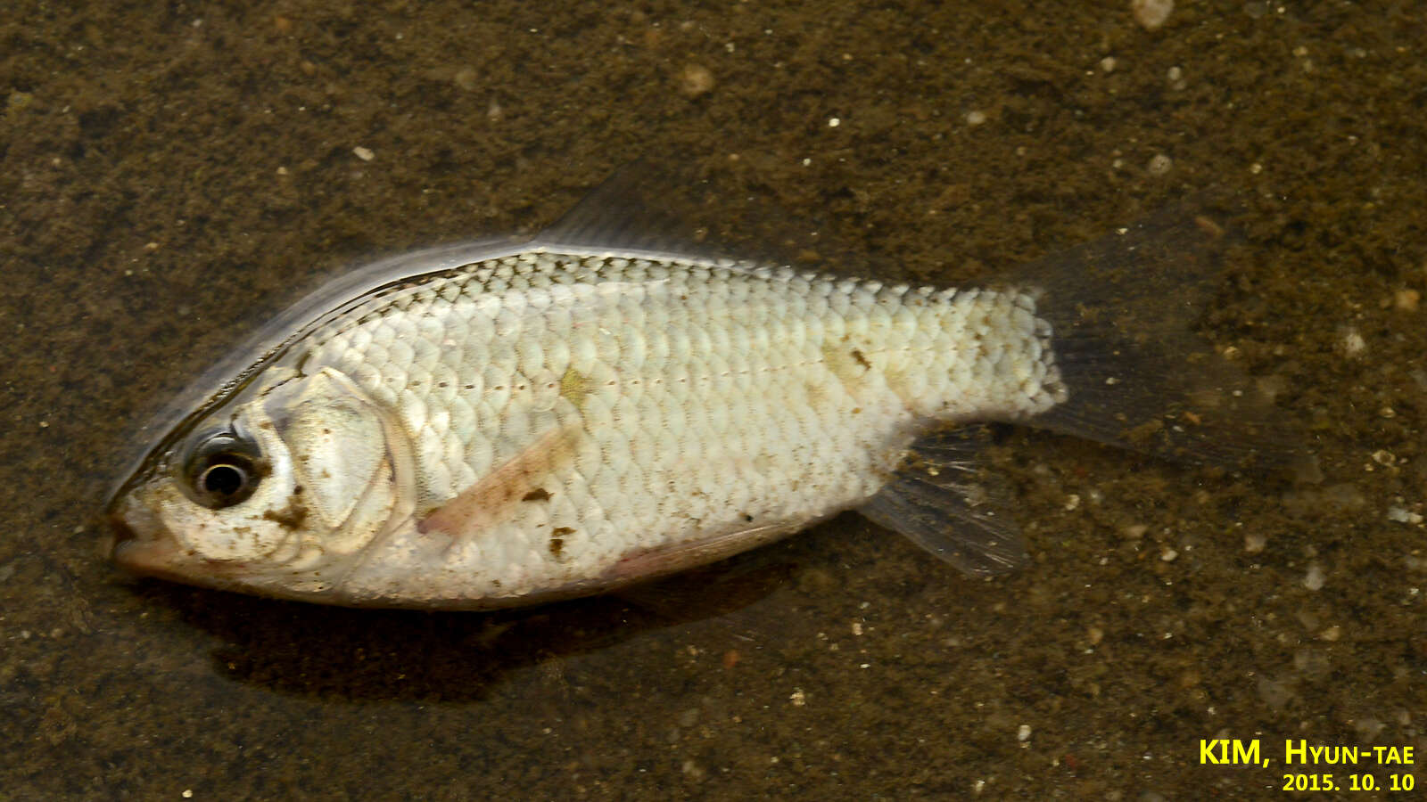 Image of Goldfish