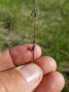 Image of Bog bedstraw