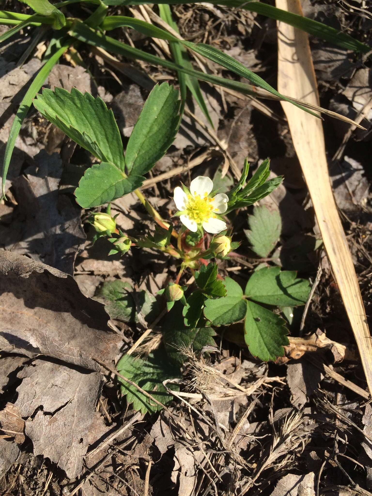 Image de Fragaria virginiana subsp. virginiana