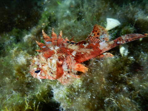 Image of Red Scorpionfish