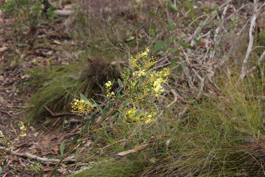 Acacia myrtifolia (Sm.) Willd. resmi