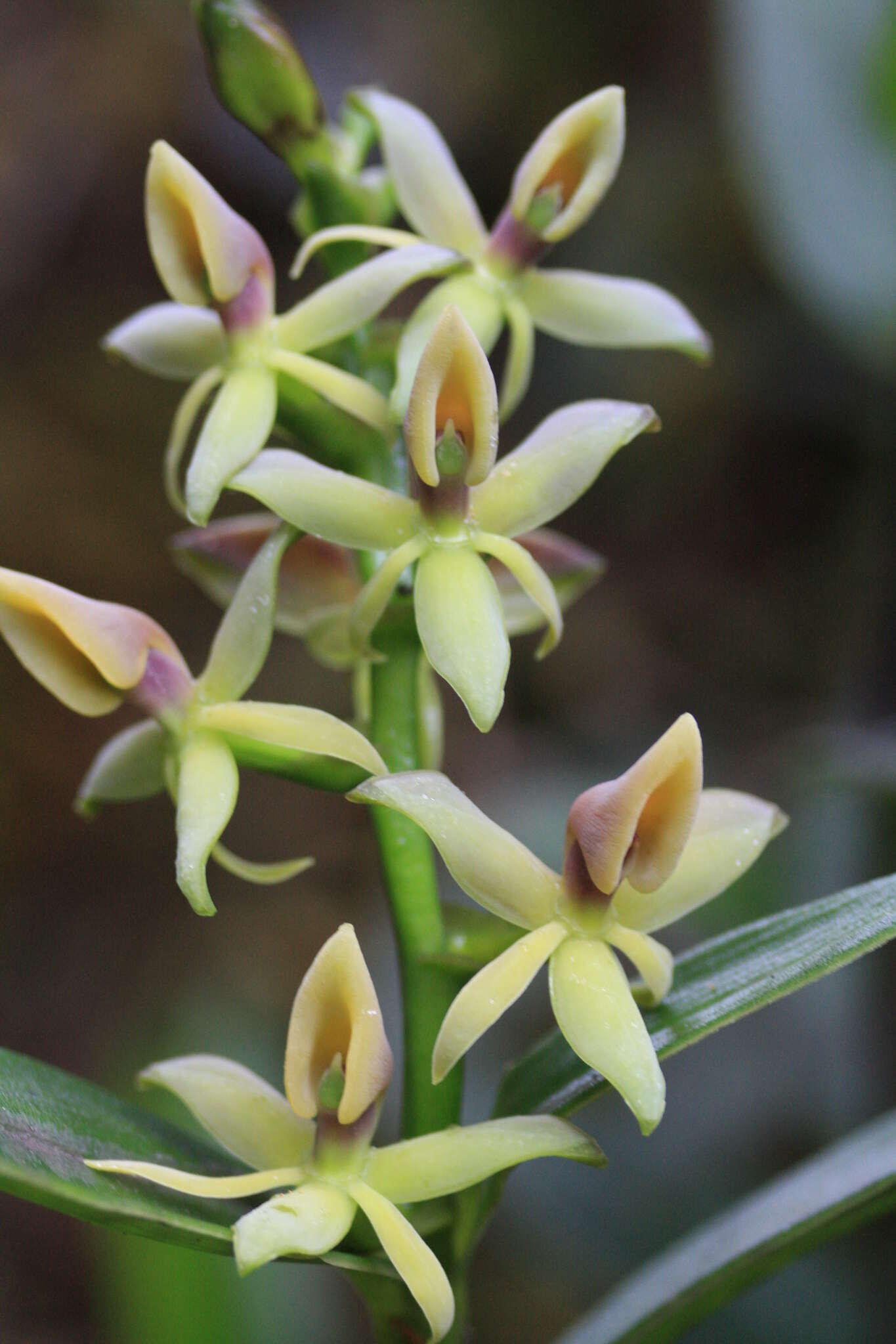 Image of Epidendrum oxycalyx Hágsater & Dodson