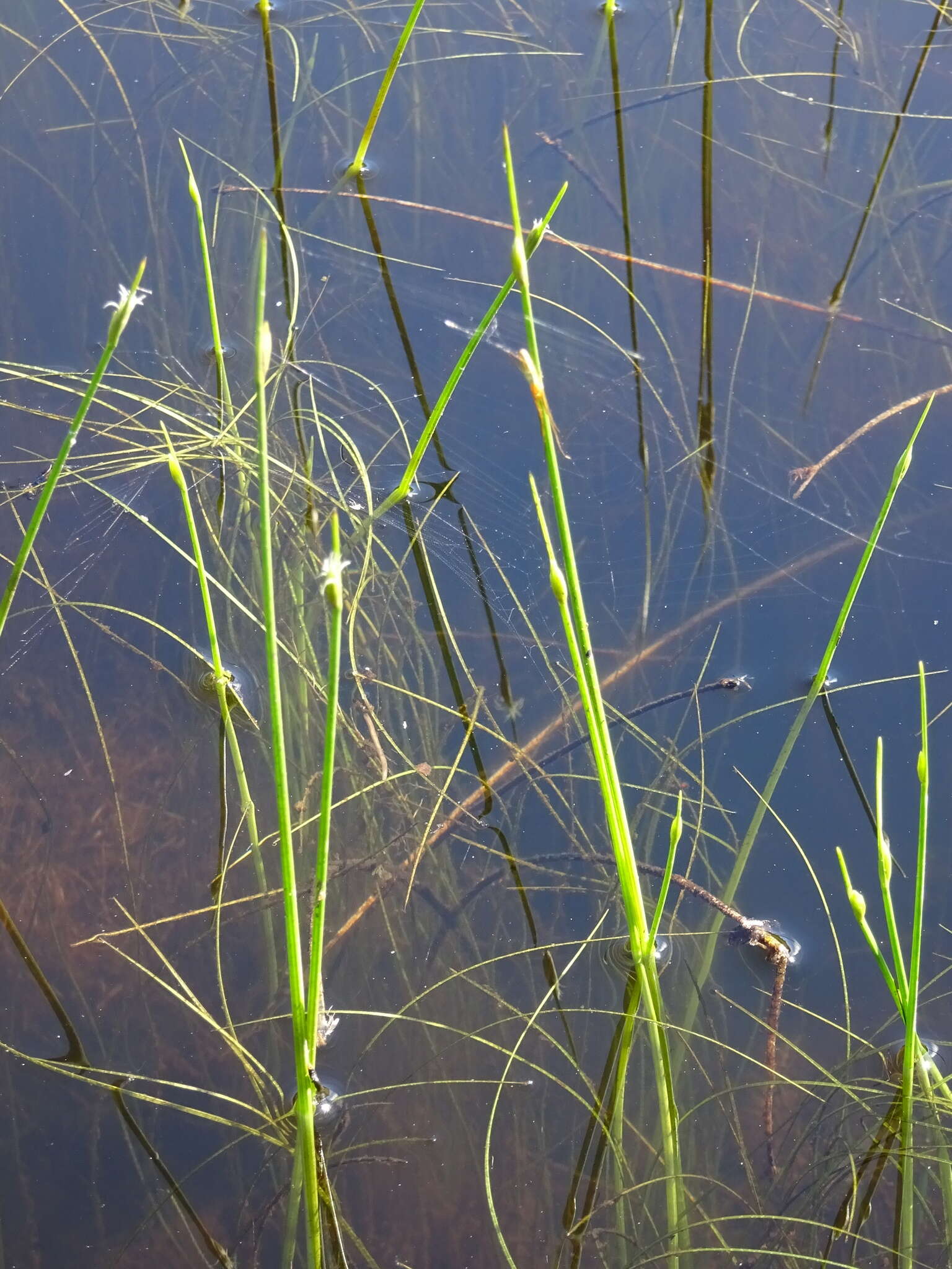 Sivun Schoenoplectus subterminalis (Torr.) Soják kuva