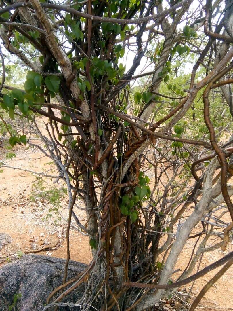 Image of Tinospora fragosa (Verdoorn) Verdoorn & Troupin