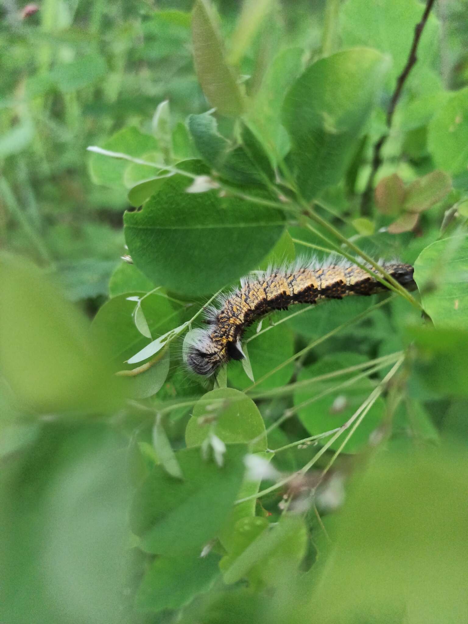 Слика од Euthrix laeta Walker 1855