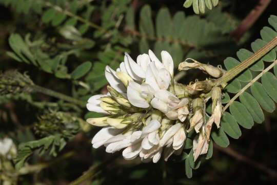 صورة Astragalus garbancillo Cav.