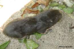 Image of pocket gopher