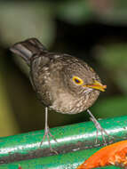 صورة Turdus nudigenis nudigenis Lafresnaye 1848