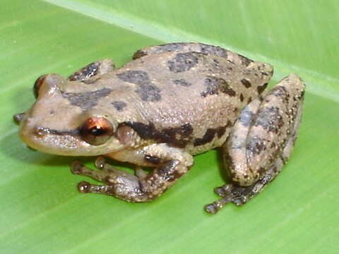 Image of lowland coastal snouted treefrog