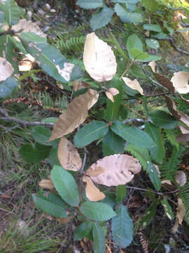 Image of Sudden oak death