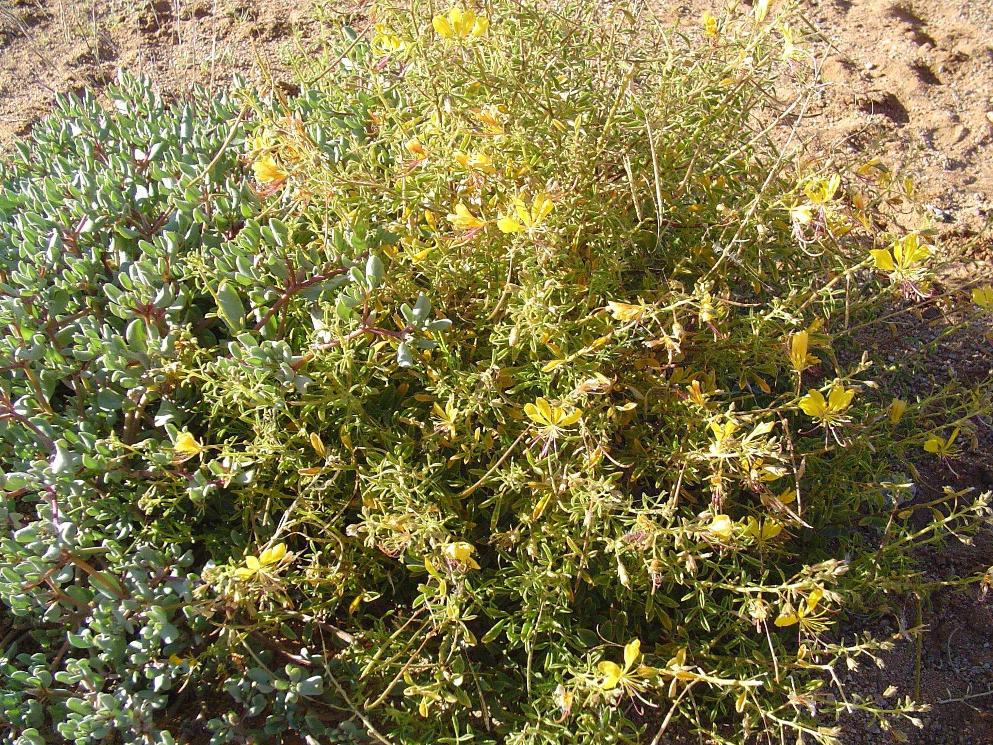 Image of Kersia foliosa var. lutea (Sond.) Roalson & J. C. Hall