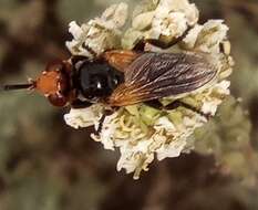 Melanosoma bicolor (Meigen 1824)的圖片