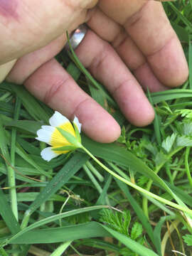 Image of Douglas' meadowfoam