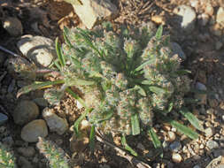 Image of Plantago bellardii subsp. deflexa (Pilg.) Rech. fil.