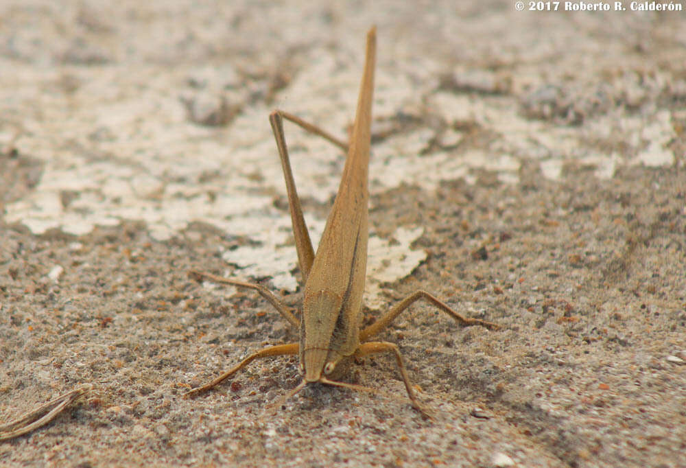 Image of Broad-tipped Conehead