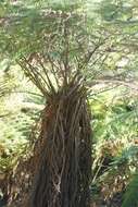 Image of Rough Tree Fern