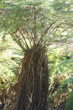 Image of Rough Tree Fern