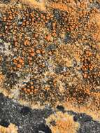 Image of orange lichen