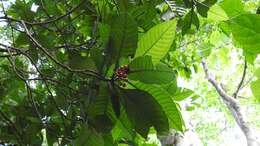 Image of Psychotria mexiae Standl.