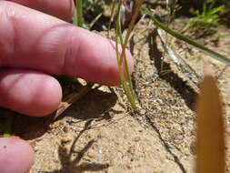 Image of Pauridia serrata (Thunb.) Snijman & Kocyan