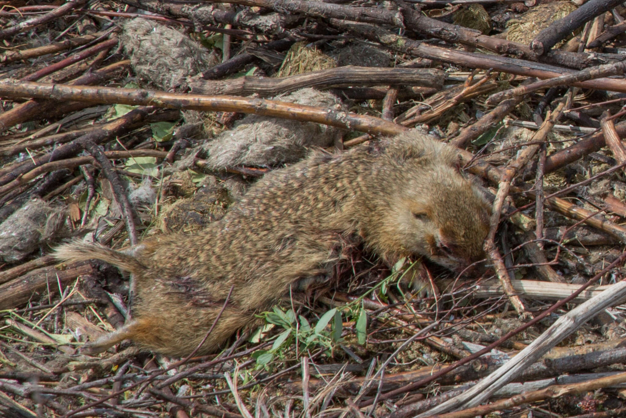 Image of Red-cheeked Ground Squirrel
