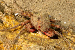 Image of rugose spider crab