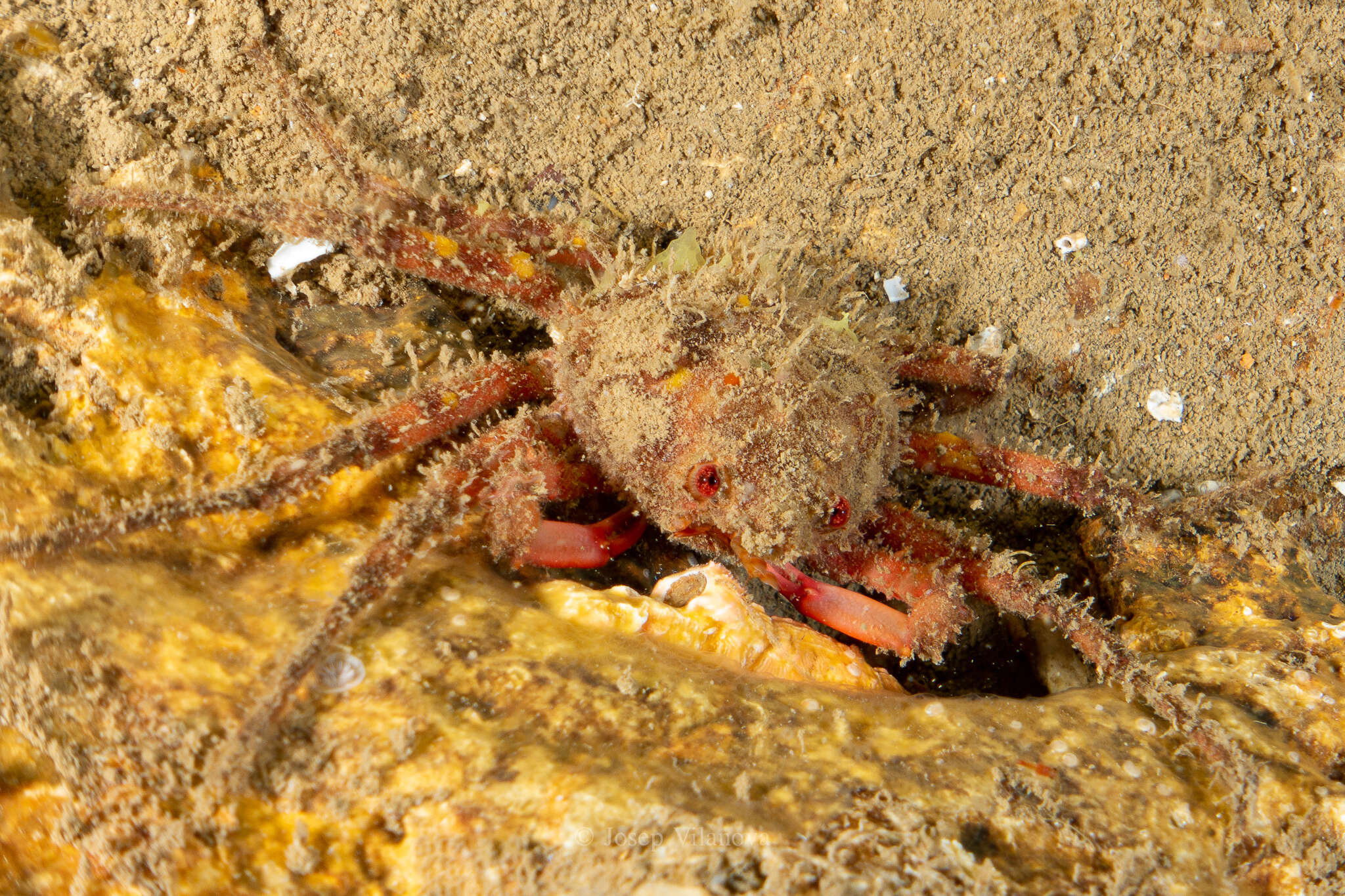 Image of rugose spider crab