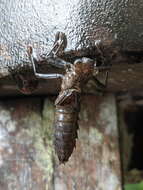 Image of Tropical Cascade Darner