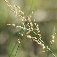 Image of River grass