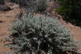 Image of Eriastrum densifolium subsp. patens (Hoover) S. J. De Groot