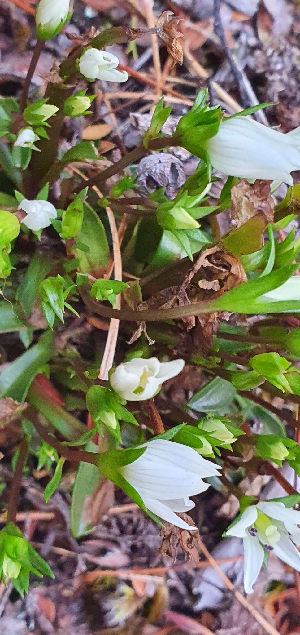 Image of Gentianella patula (Cheesem.) Holub