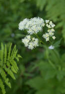 Слика од Trautvetteria caroliniensis var. occidentalis (A. Gray) C. L. Hitchc.